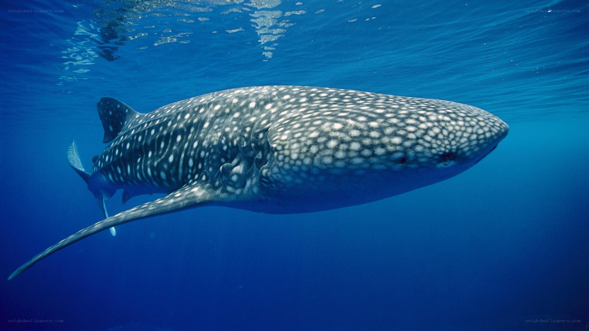 Whale shark swimming underwater