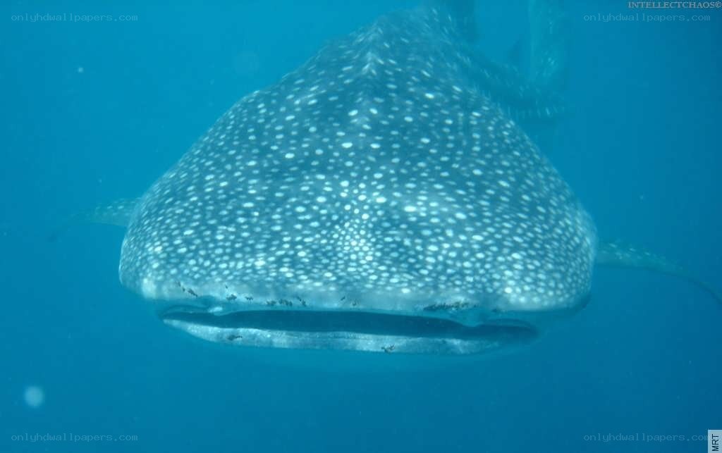 Whale shark swimming underwater