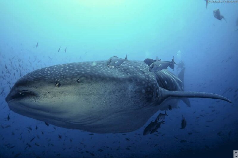 Whale shark swimming underwater