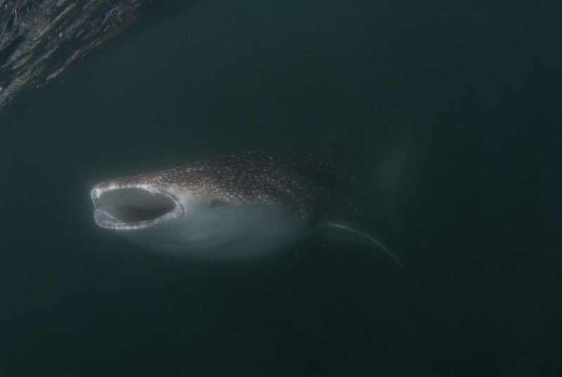 Whale shark swimming underwater