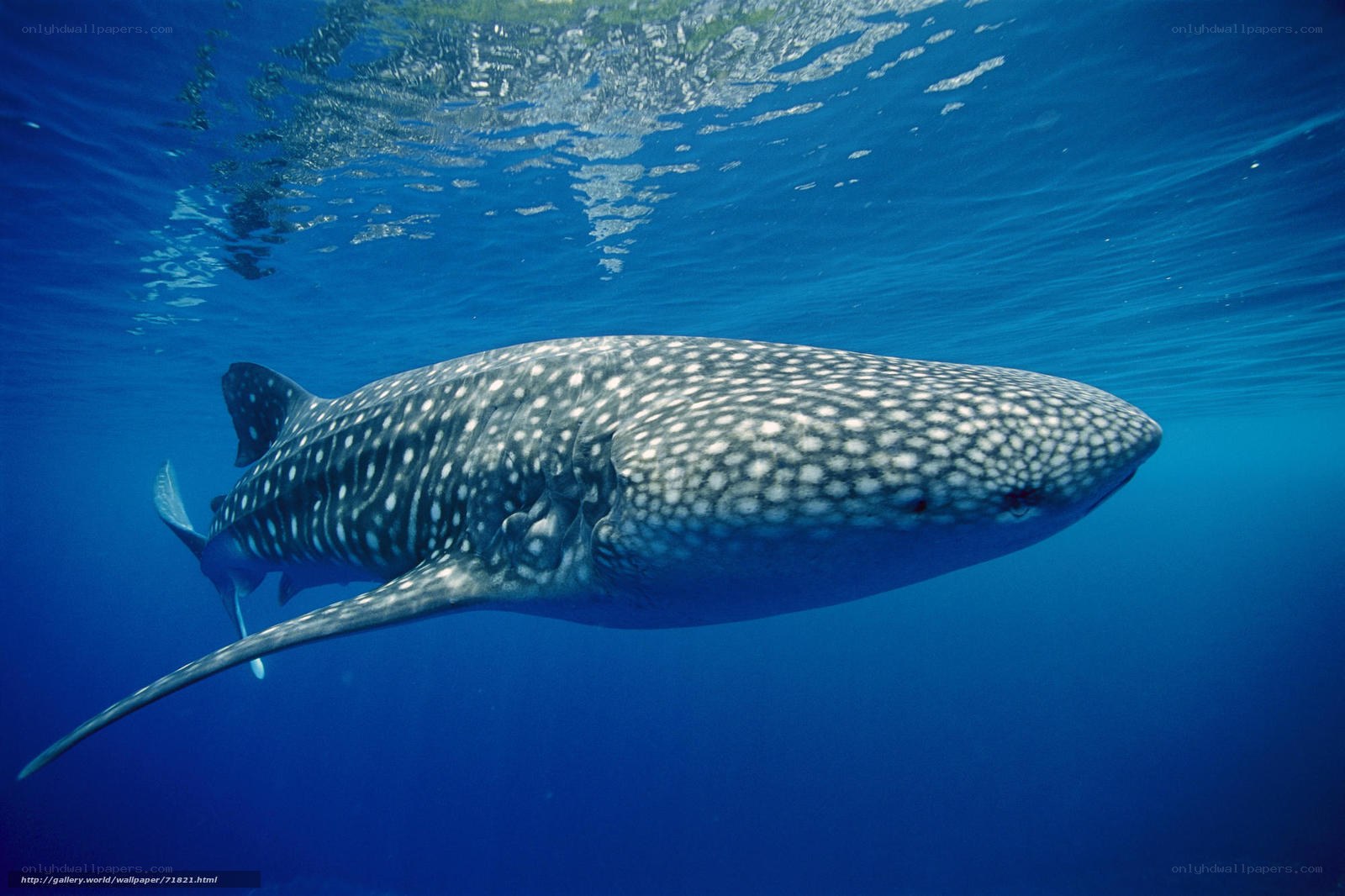 Whale shark swimming underwater