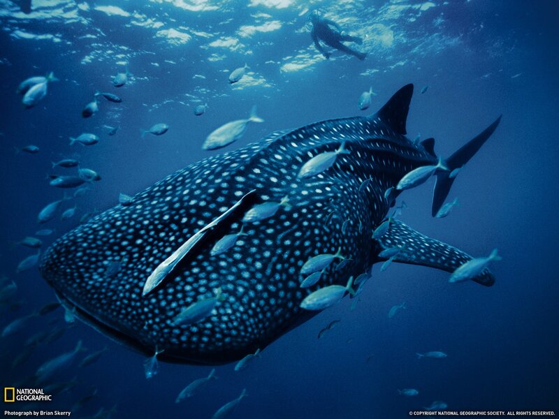 Whale Shark Swimming — White