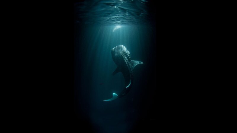 Whale Shark Underwater — Blue, Dramatic