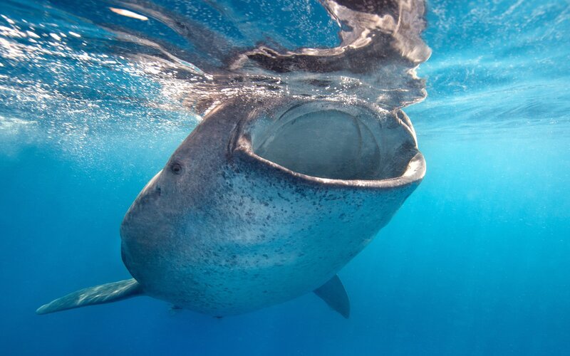 Whale Shark Underwater — Blue, Serene, Afternoon