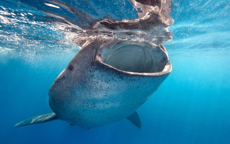 Whale Shark Underwater — Blue, Serene, Photograph