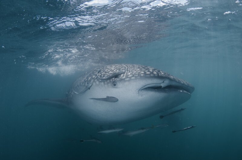 Whale Shark Underwater — Blue, Serene