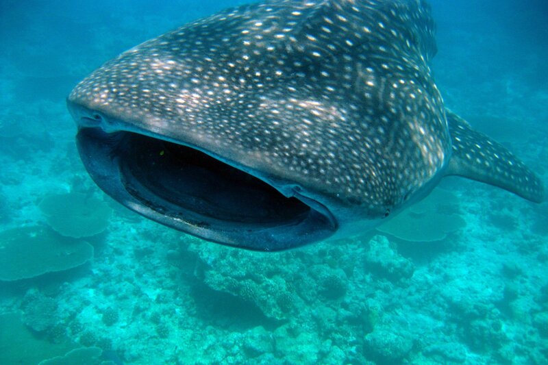 Whale Shark Underwater — Blue