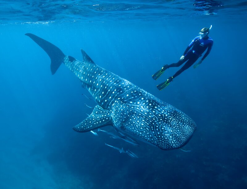Whale Shark with Diver — Blue