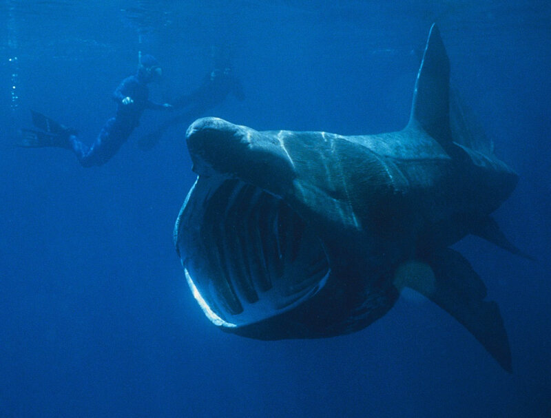 Whale shark with diver