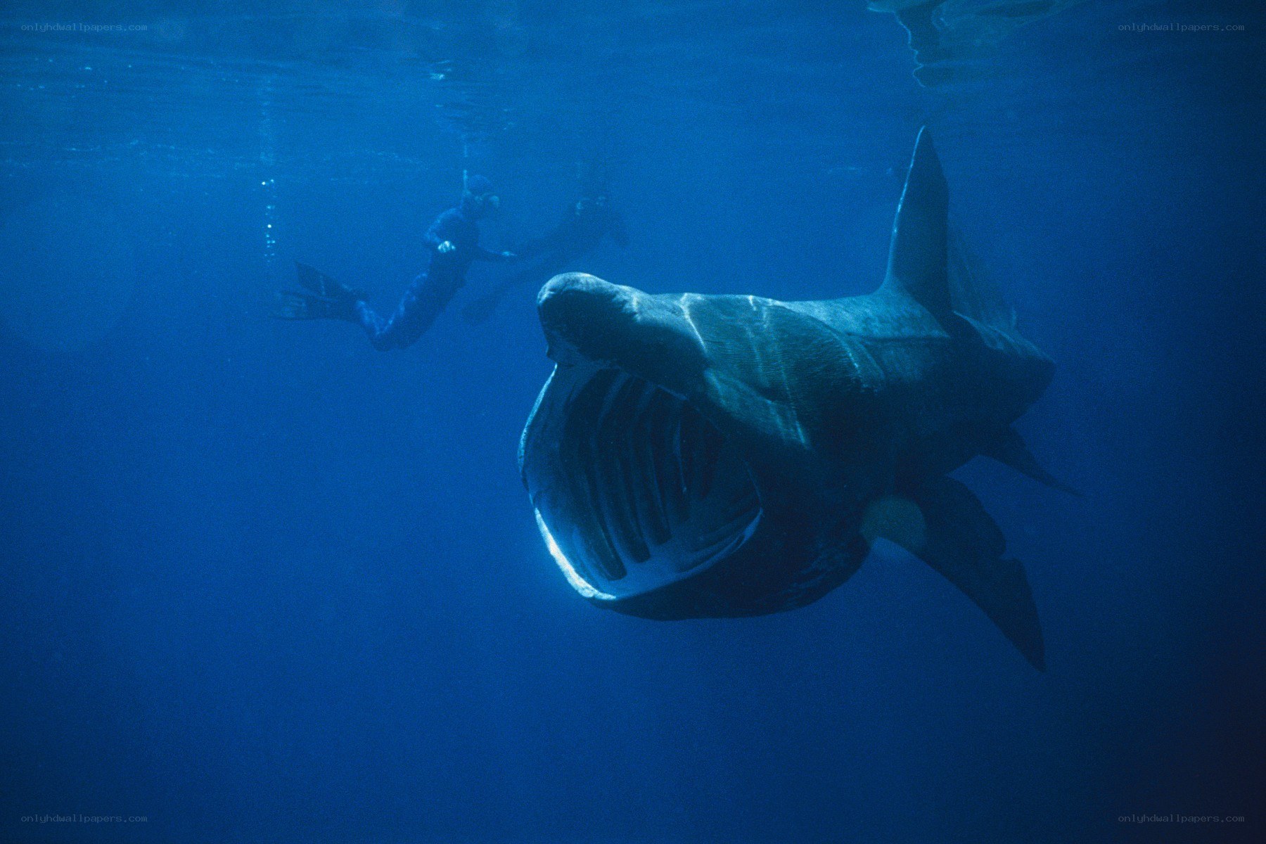 Whale shark with diver underwater