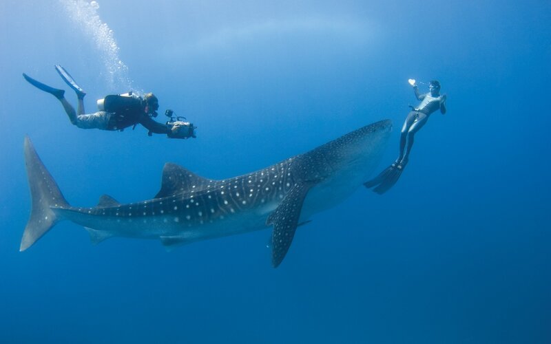 Whale Shark with Divers — Blue, Serene