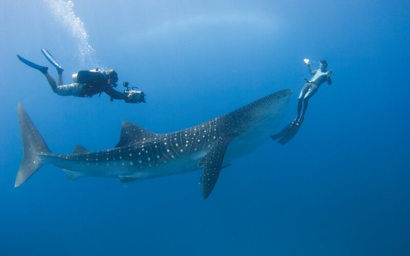Whale Shark with Divers