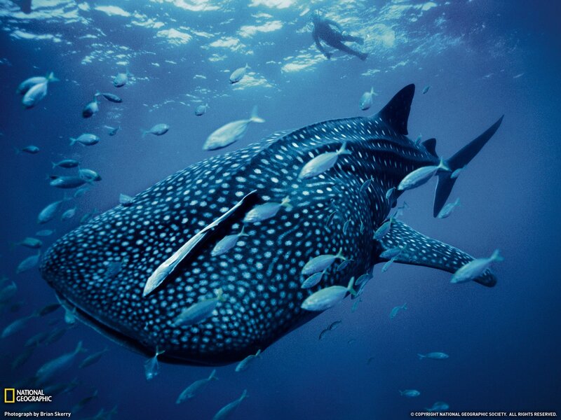 Whale shark with fish and diver