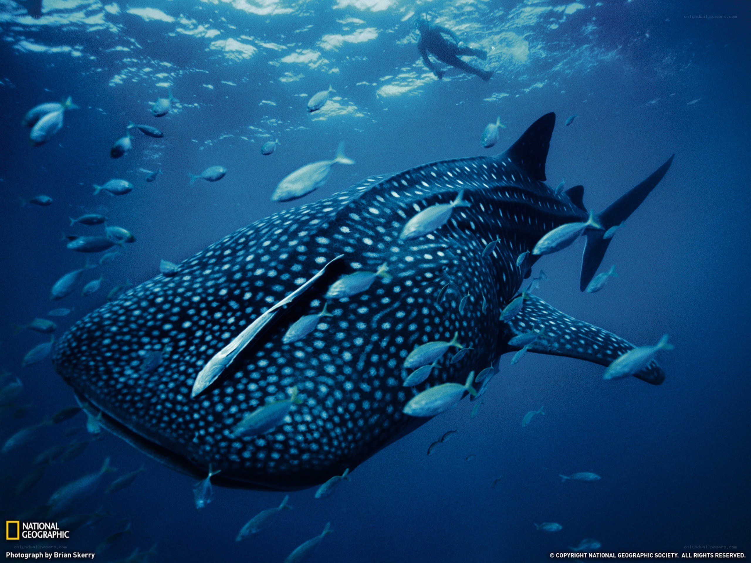 Whale shark with fish and diver