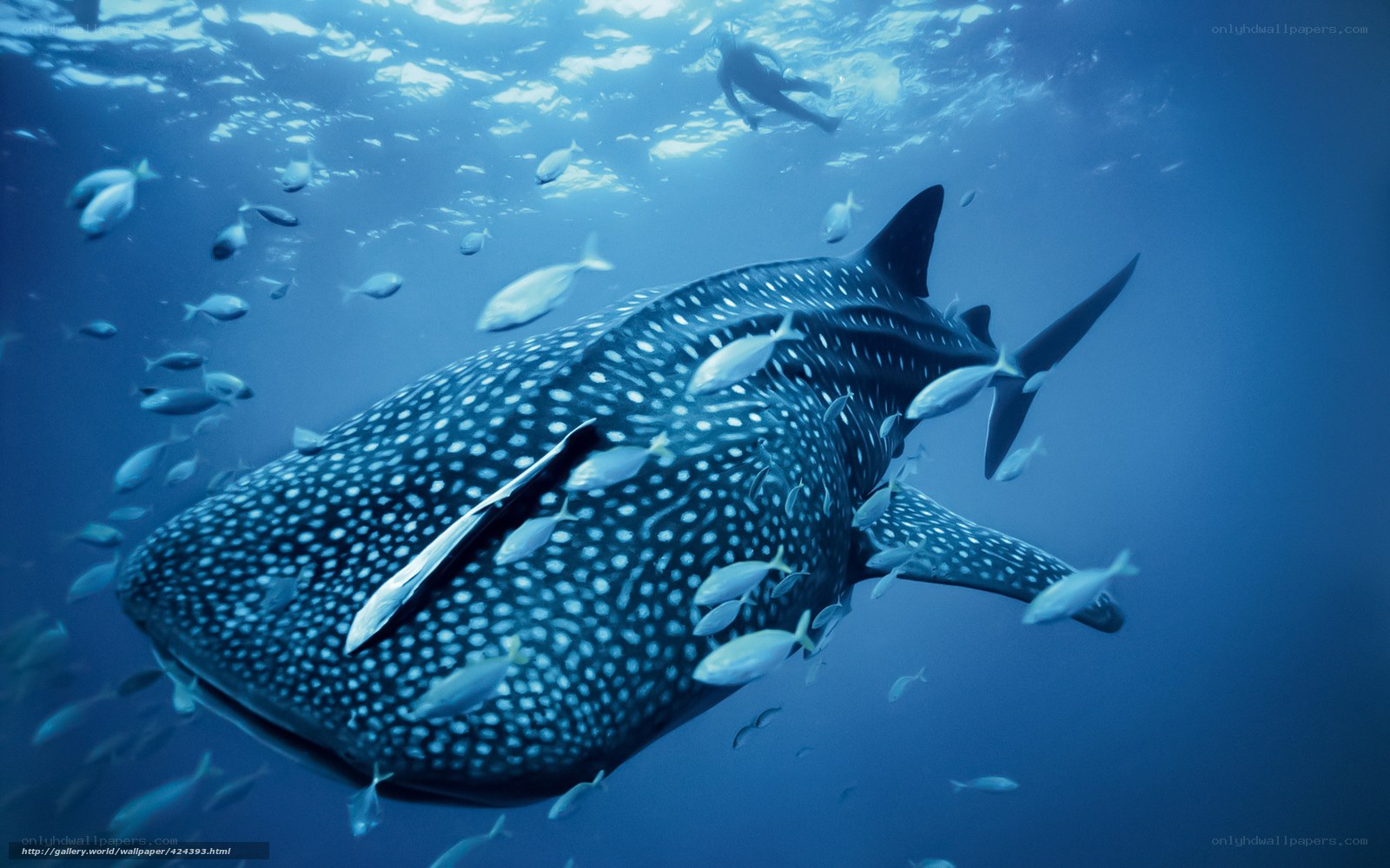 Whale shark with fish