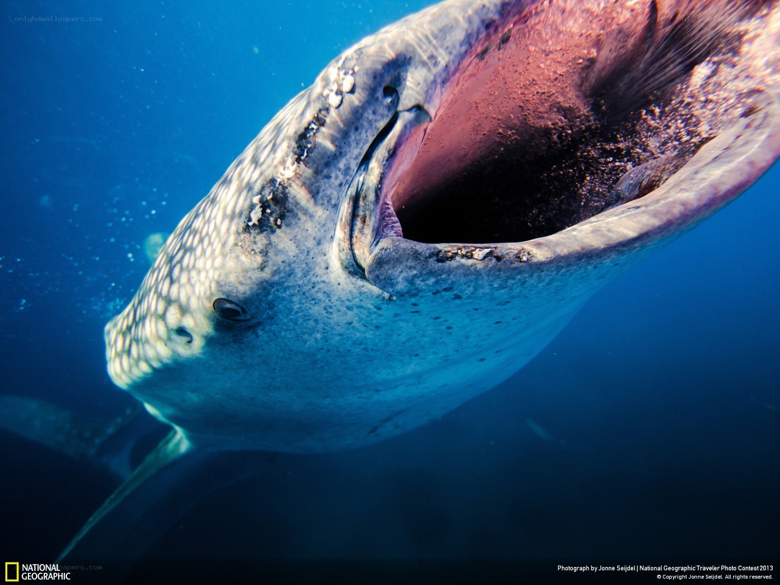Whale shark with open mouth