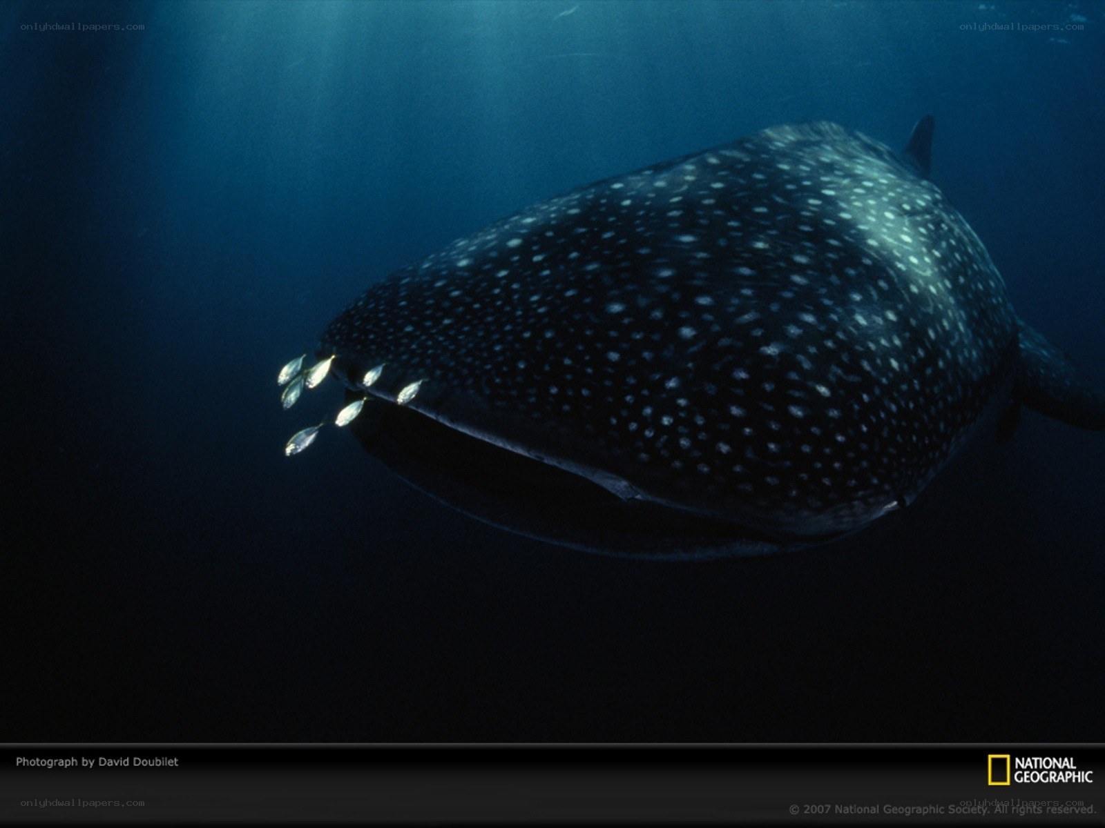 Whale shark with pilot fish