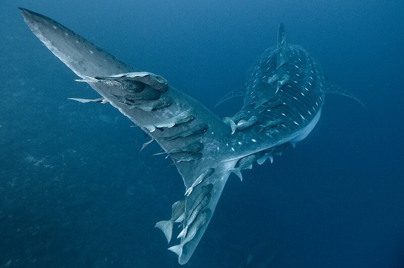 Whale Shark with Remoras