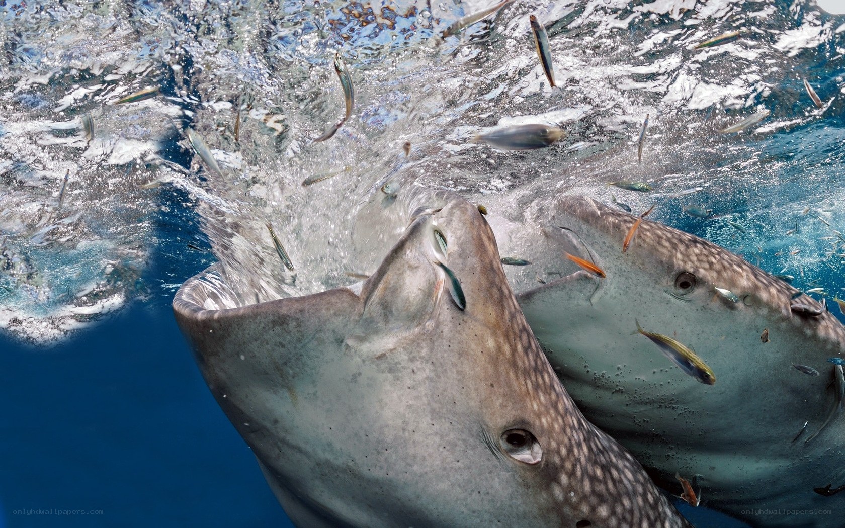 Whale sharks feeding at surface