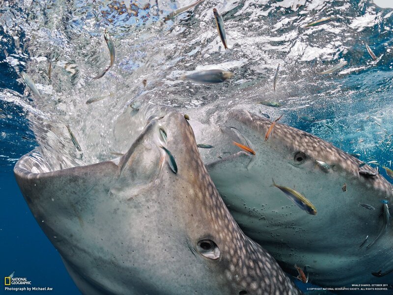 Whale Sharks Feeding