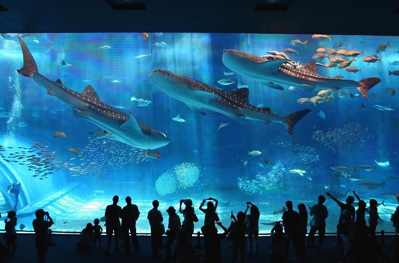 Whale Sharks in Aquarium — Blue