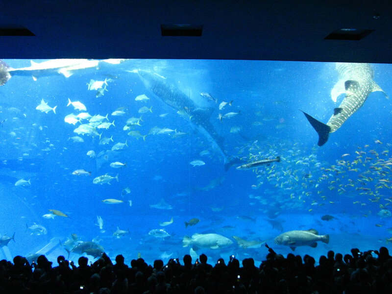Whale sharks in aquarium exhibit
