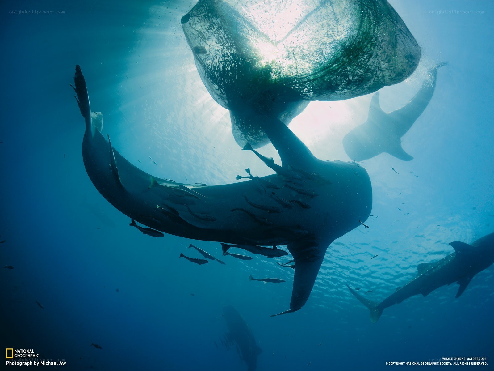 Whale sharks in fishing net