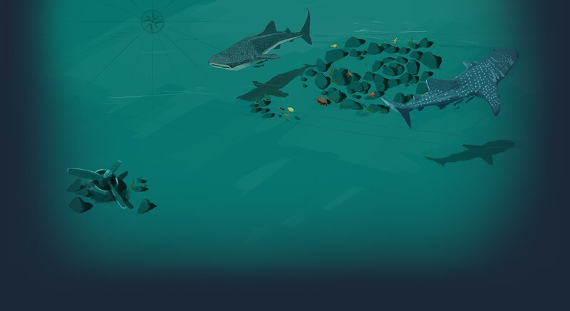 Whale Sharks in Ocean