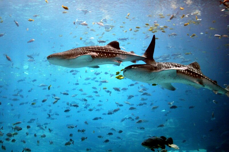 Whale sharks swimming in blue water