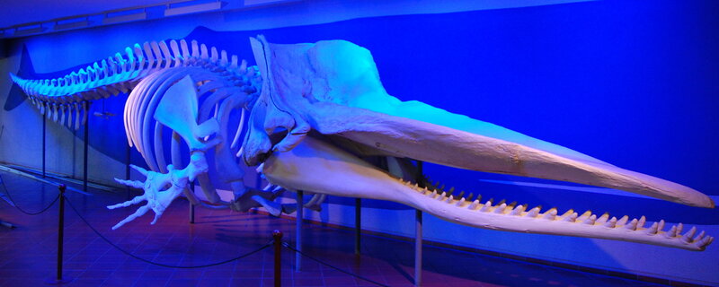 Whale Skeleton Exhibit
