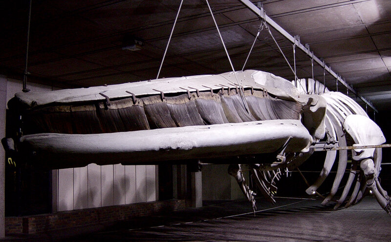 Whale skeleton on display