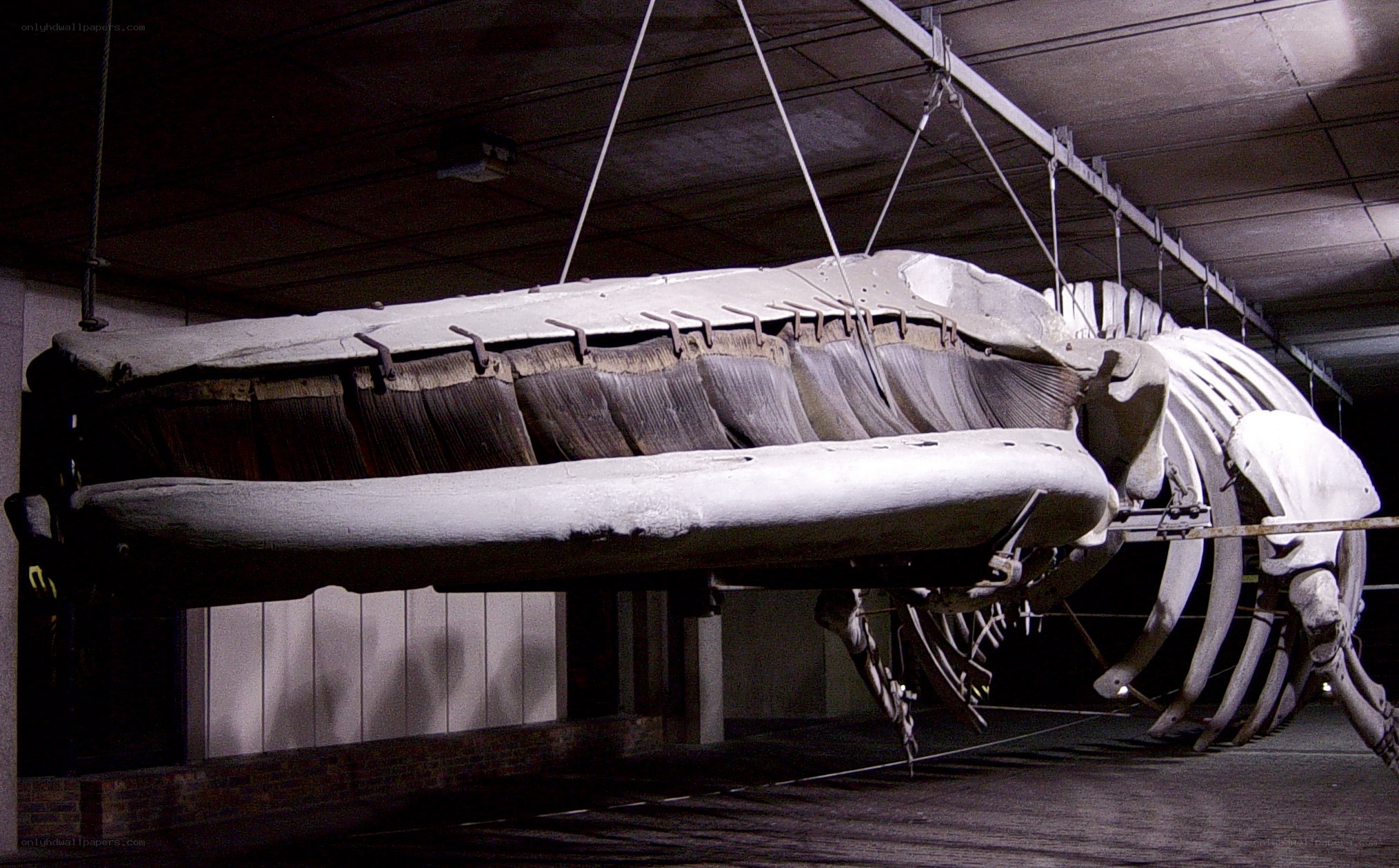 Whale skeleton on display