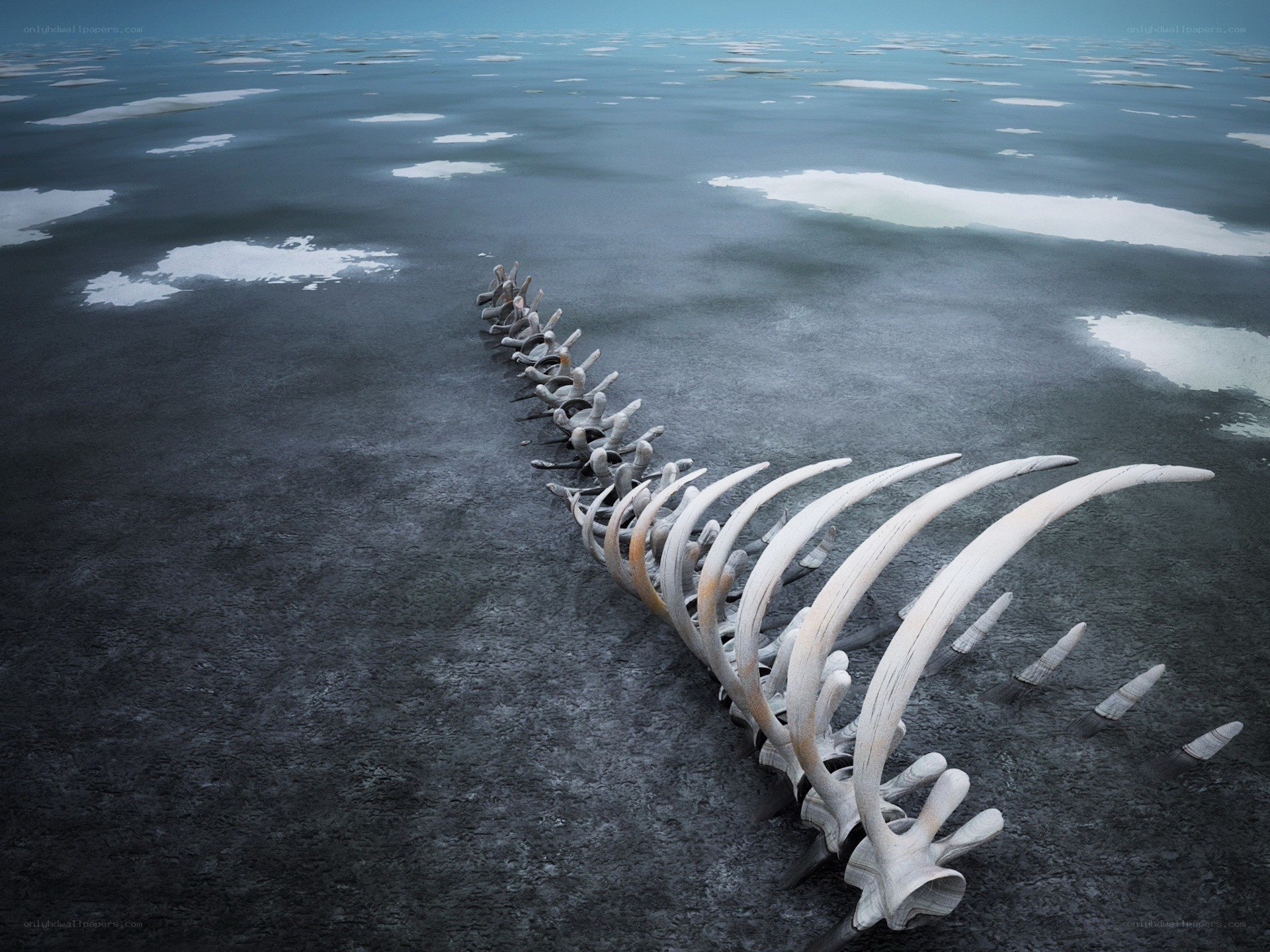 Whale skeleton on icy shore