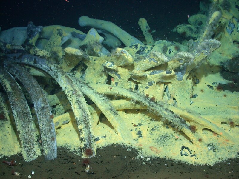 Whale skeleton on ocean floor