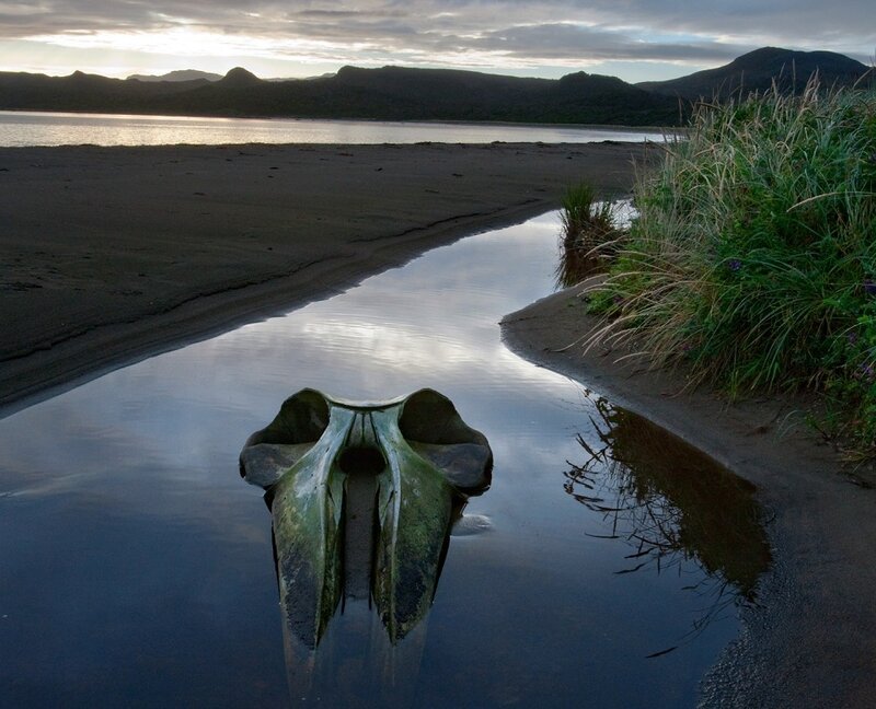 Whale Skull in Tidal Pool