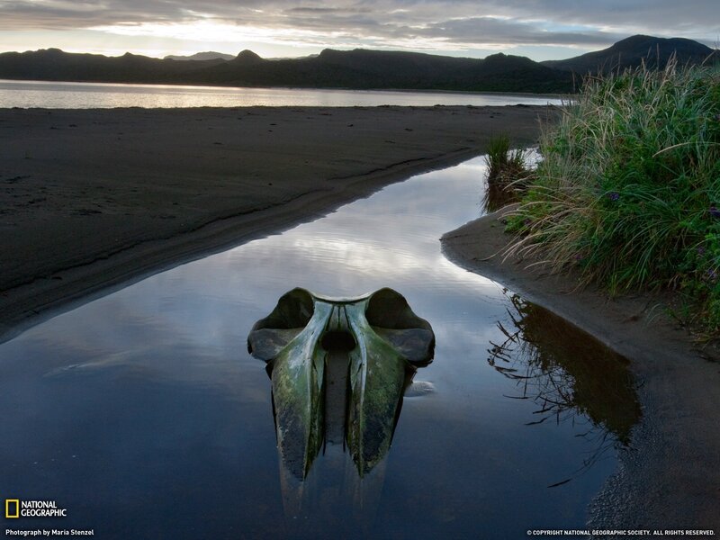 Whale Skull in Water
