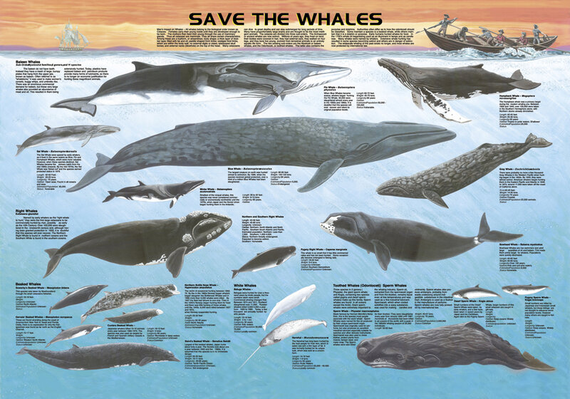 Whale species infographic