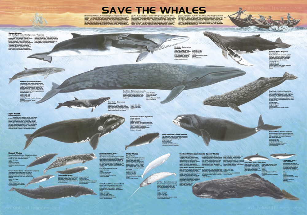 Whale species infographic