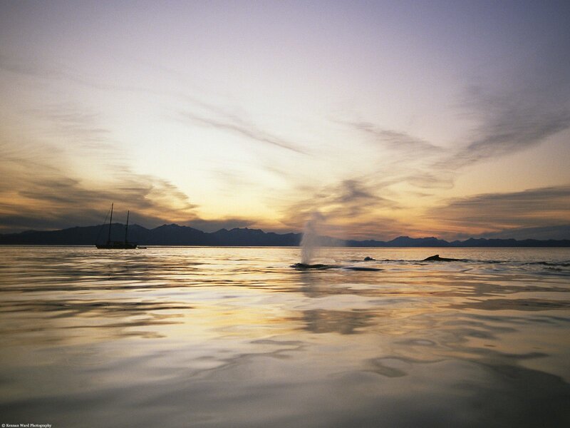 Whale spouting at sunset