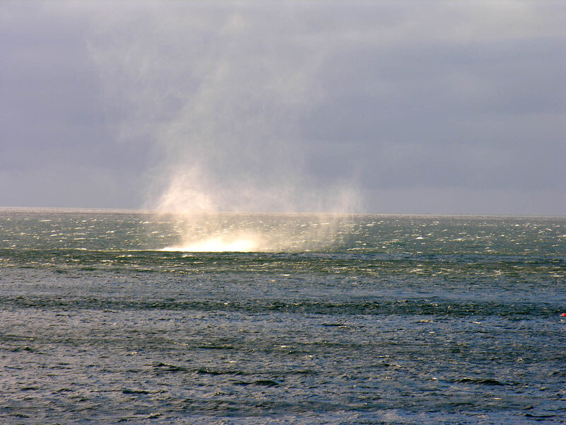 Whale spouting in the ocean