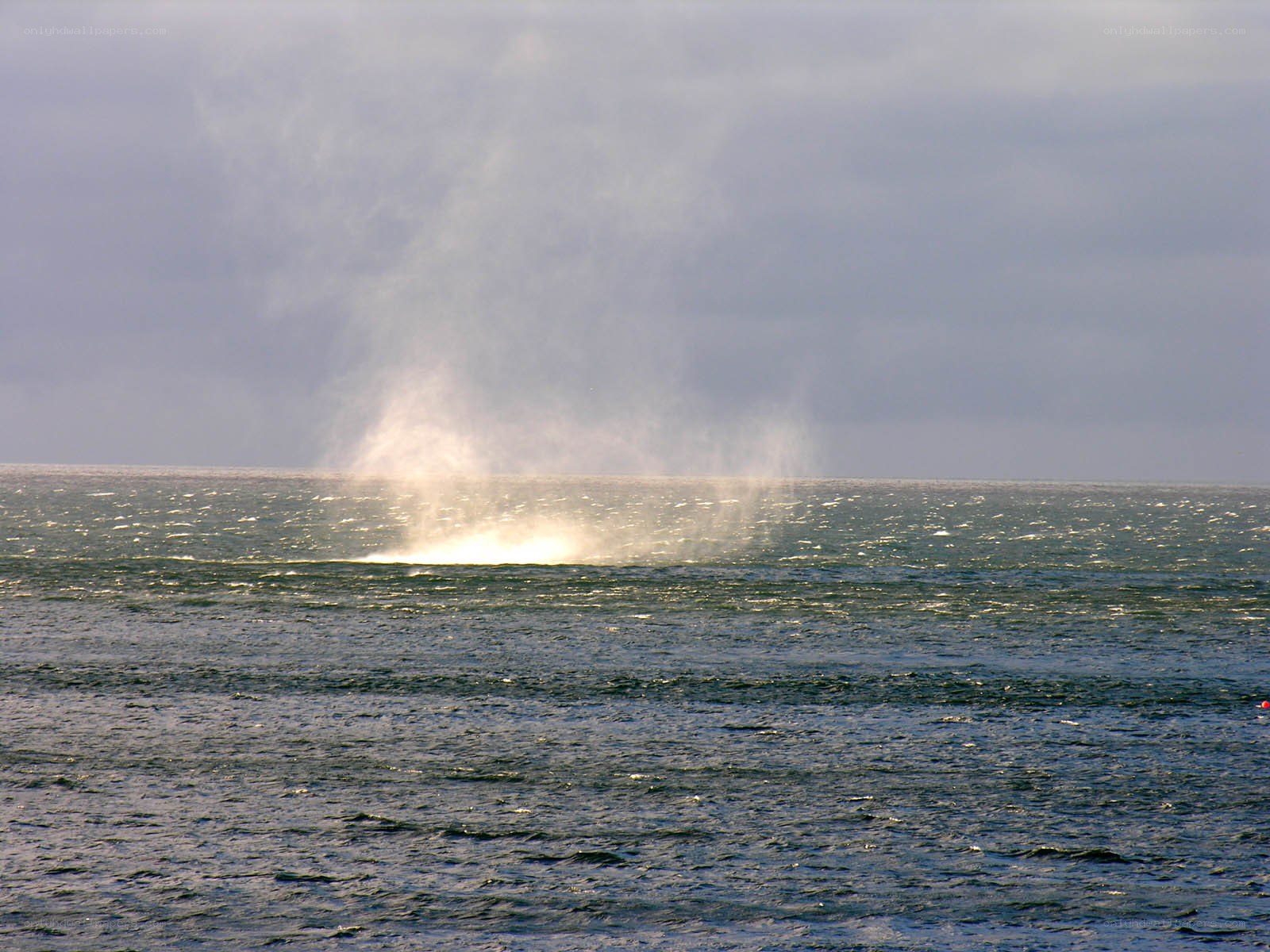 Whale spouting in the ocean