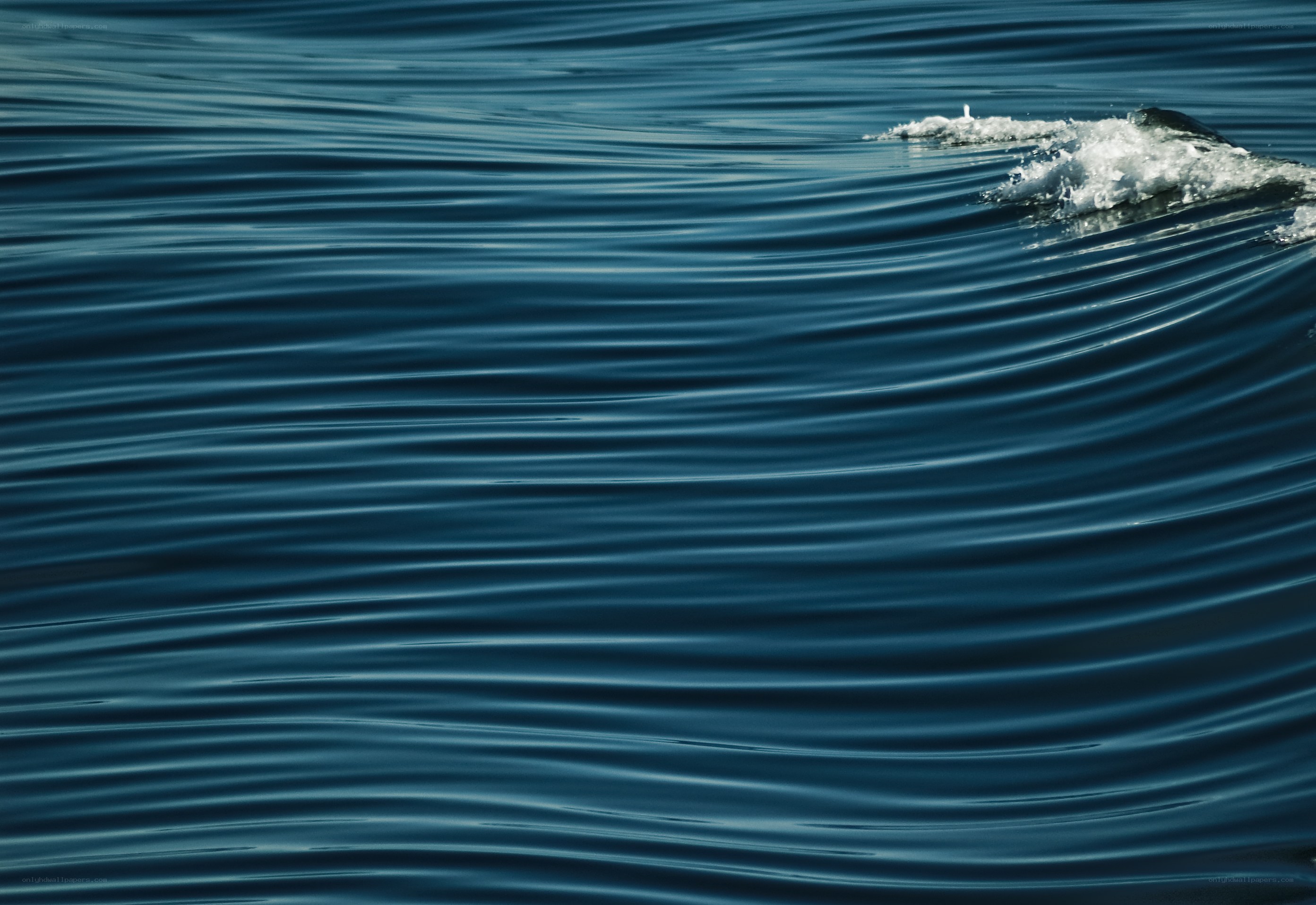 Whale surfacing in calm ocean