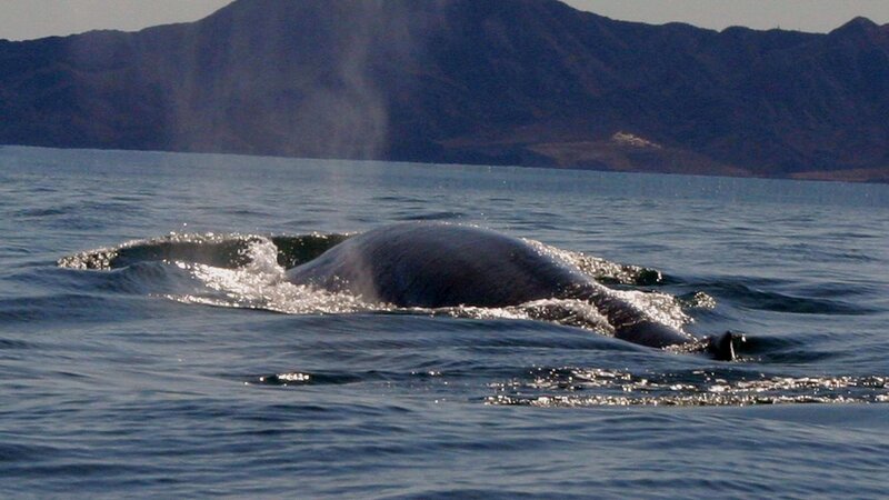 Whale surfacing in ocean
