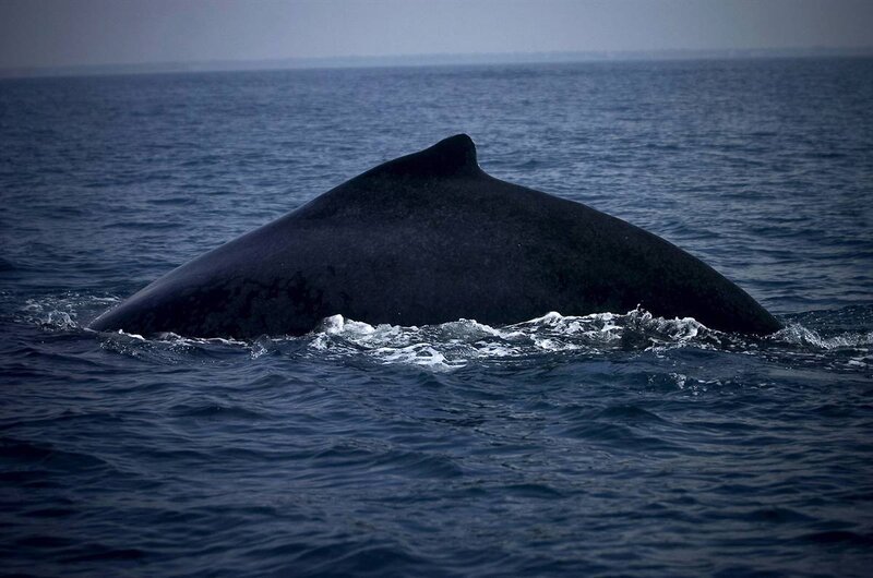 Whale surfacing in ocean