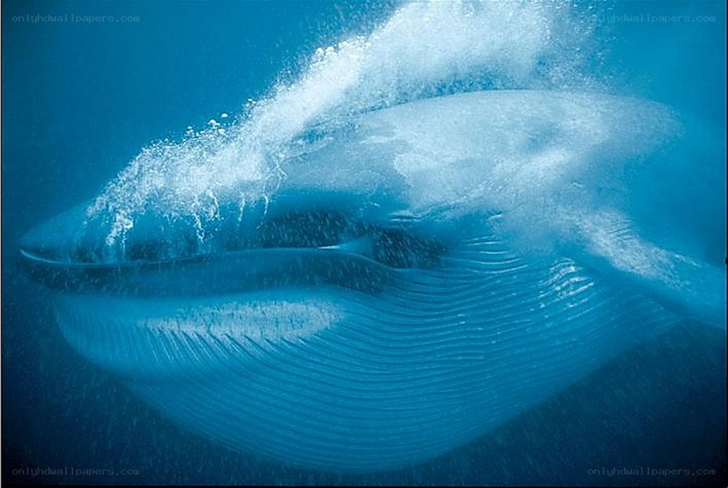 Whale surfacing underwater