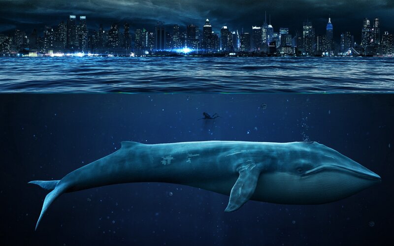 Whale swimming near city