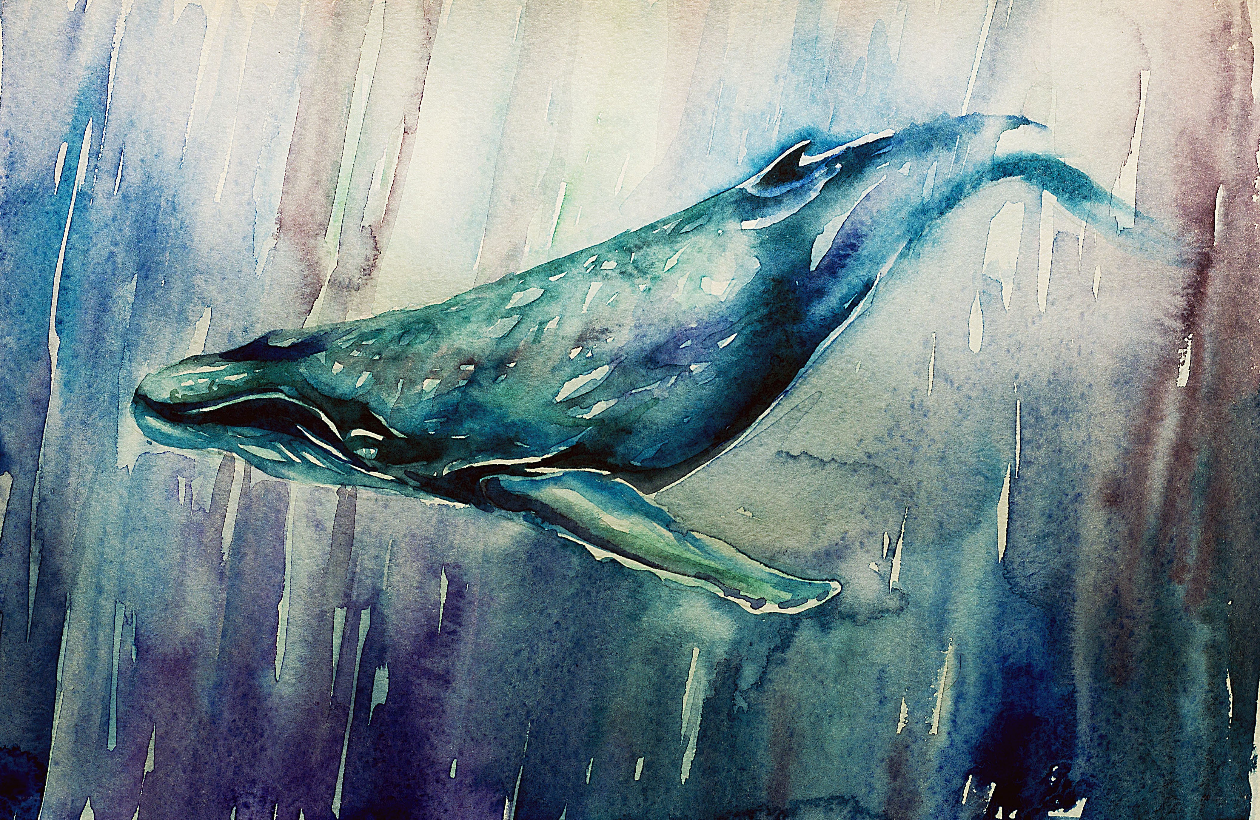 Whale swimming underwater