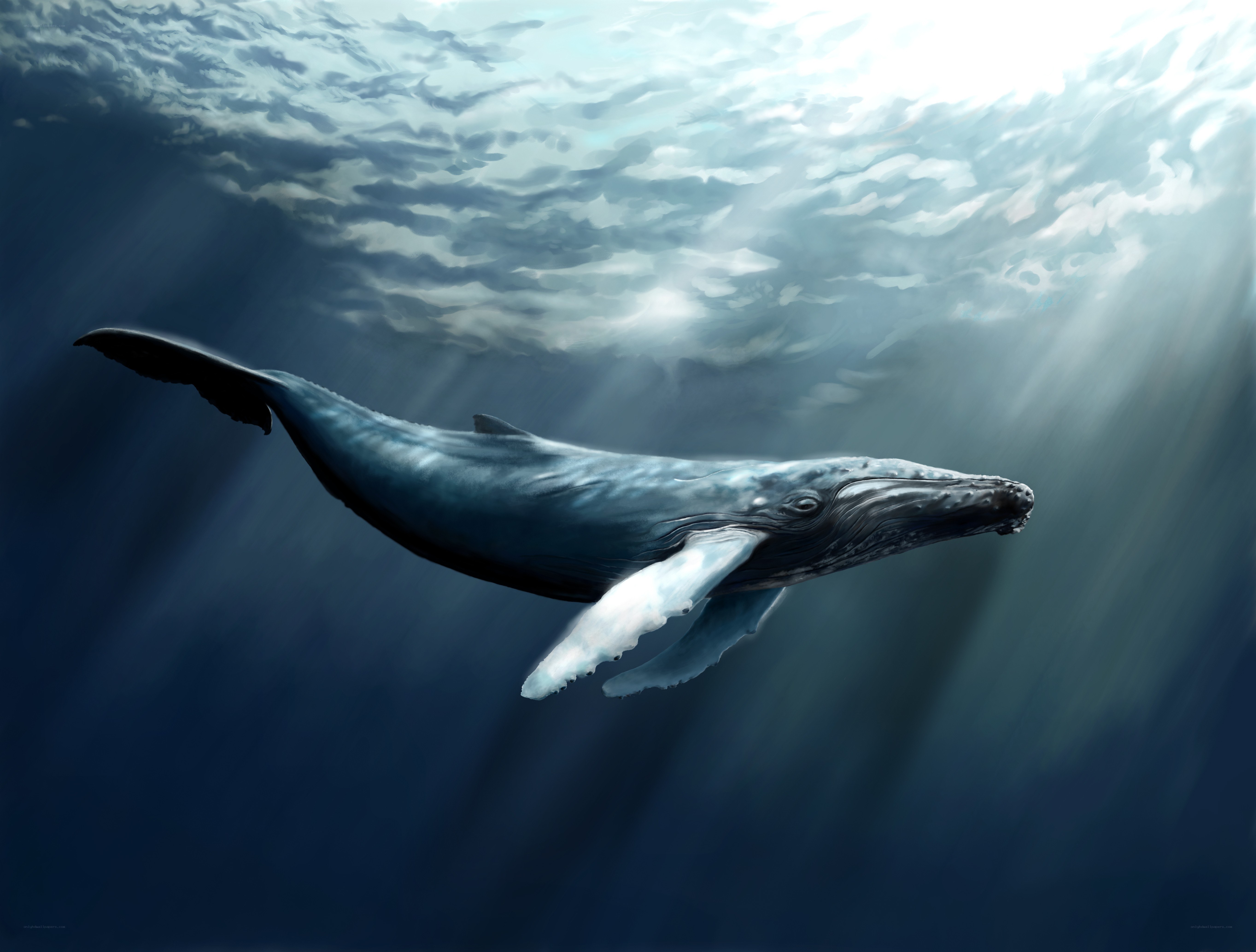 Whale swimming underwater