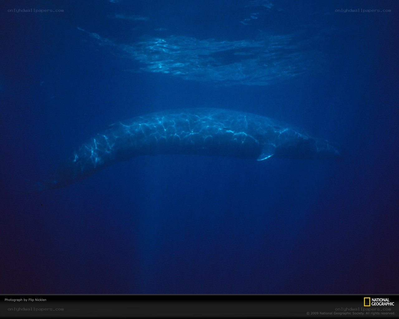 Whale swimming underwater