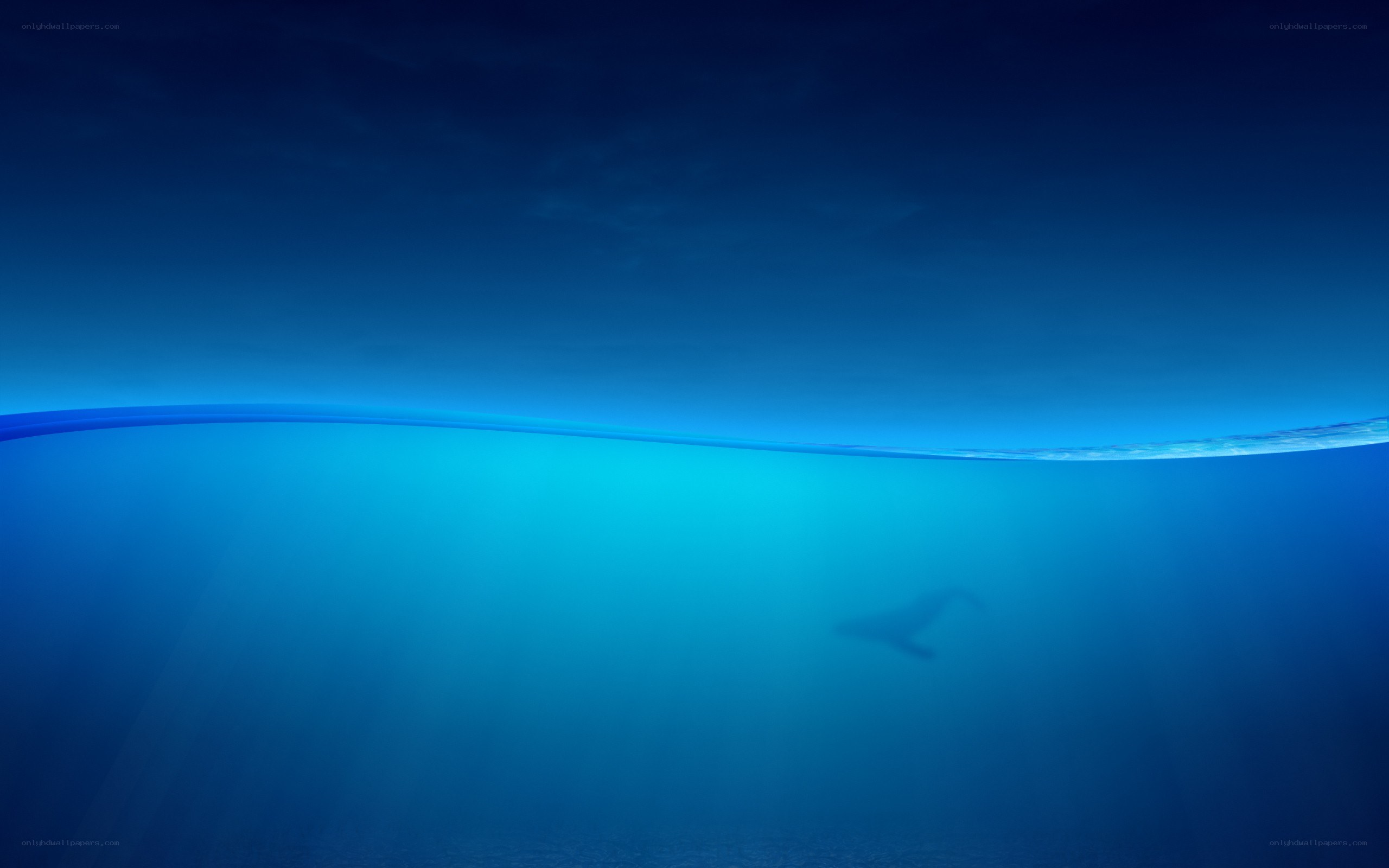 Whale swimming underwater